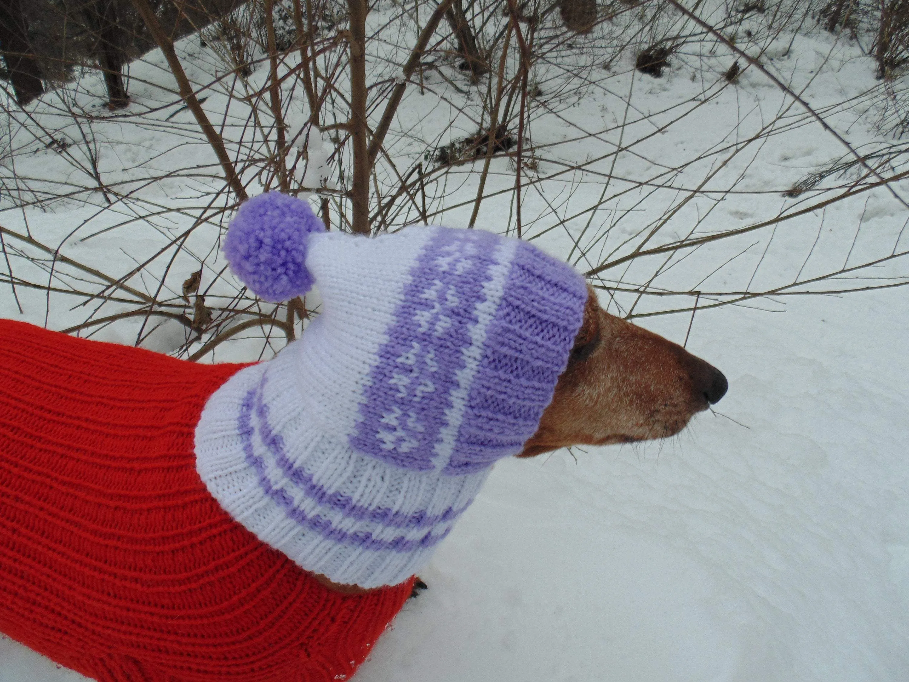 Warm hat for small handmade dogs